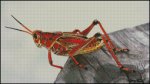 (image for) Grasshopper